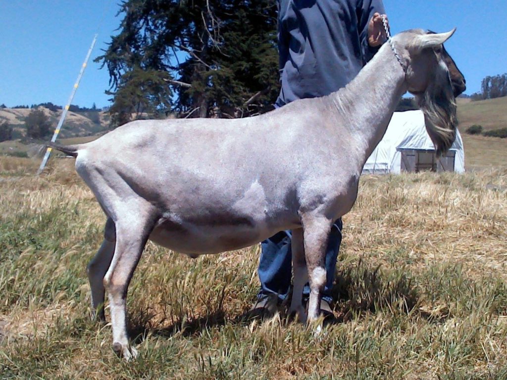 Alake Goat ELITE SGCH Bearly Emperor Alakai +*B (PB) – Caprice Acres